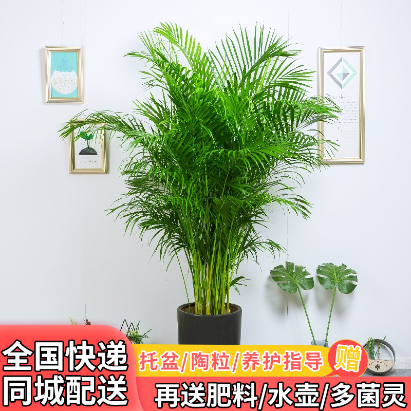 San Weikui Potted plant Fengweizhu Office a living room Indoor plants large Botany Housewarming Opened Gifts moralin the Flower delivery/Flowers simulation/Plants gardening , Flowers/Potted plants (New) , Large plants/Potted finished composition  category - from Buy2taobao.com to provide professional Taobao agent buy service