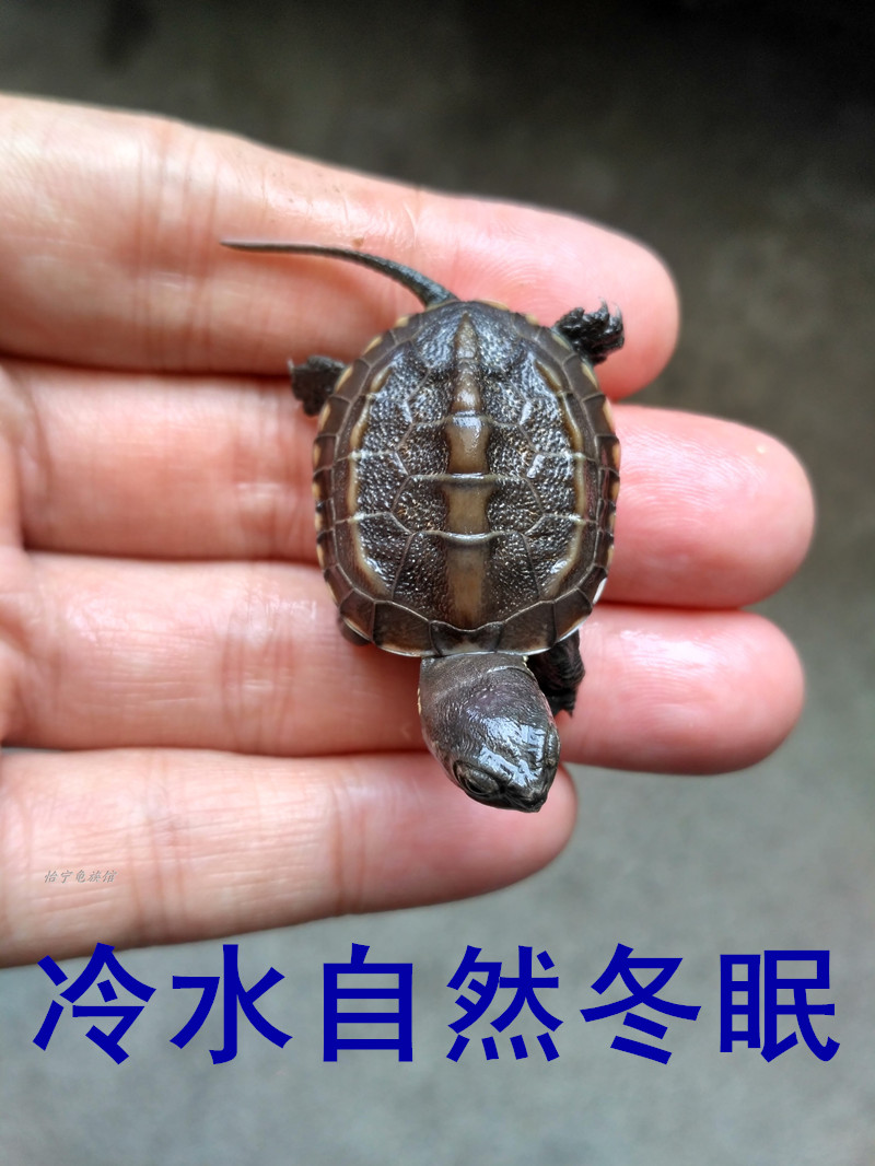 living thing The Chinese people Tortoise seedlings Beetles Gold turtle Full article Tortoise Mexican turtle mainland Turtle pet Lucky Turtlein the Pet/Pet food and supplies , Aqua World , Turtle/Turtle category - from Buy2taobao.com to provide professional Taobao agent buy service