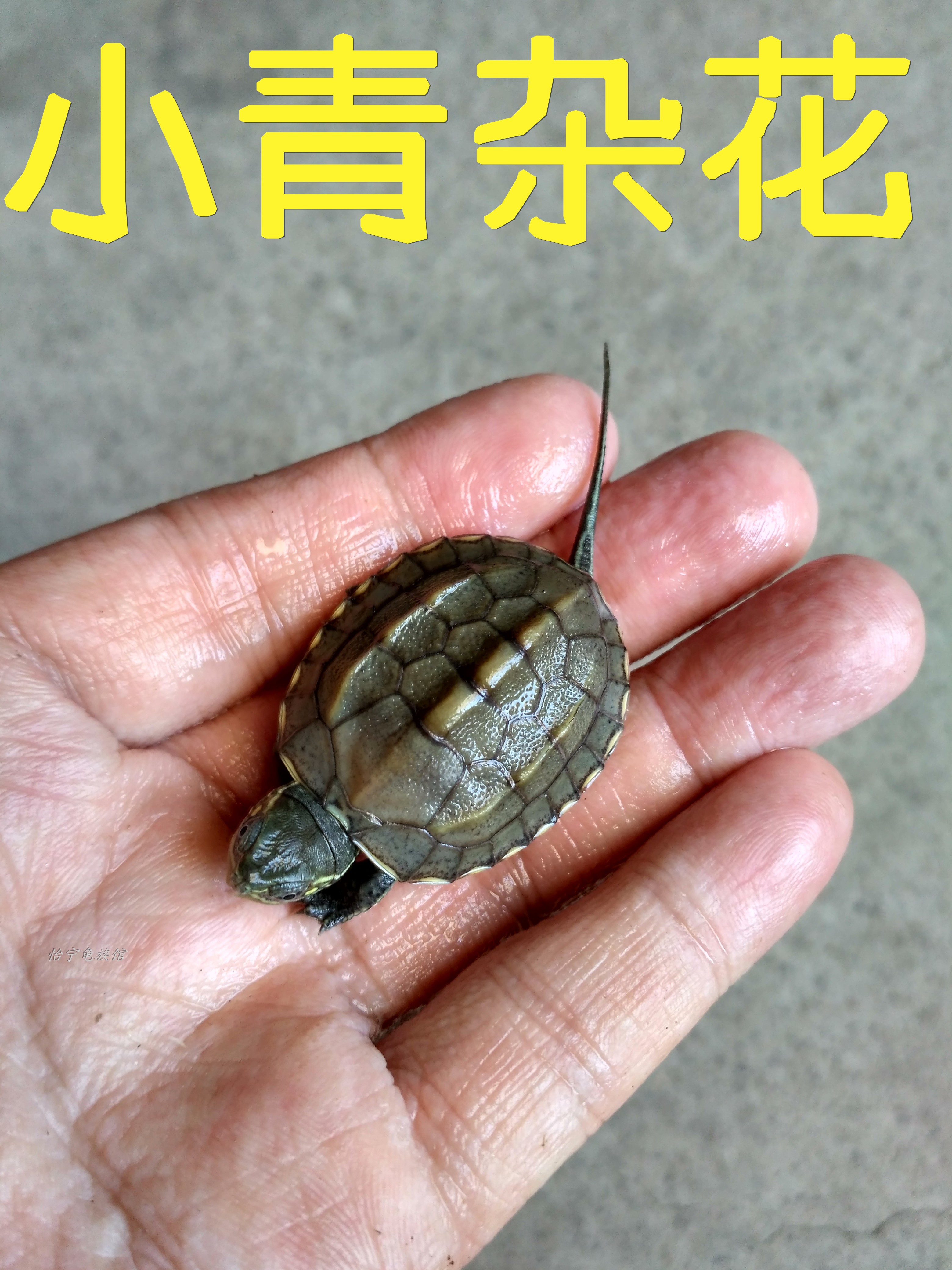 腊戌水龟花龟活体宠物招财龟小青杂中华草龟头苗腊龟腊苗全品乌龟在类目 宠物/宠物食品及用品, 水族世界, 龟/鳖中 - 来自Buy2taobao.com提供专业的淘宝代购服务
