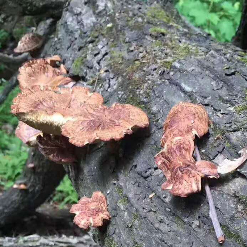 Northeast Farm Mountains specialty wild mushrooms dried food Wild mushroom mushrooms dried food Flower Mushroom Super wild 100gin the Agri rice/Dried foods/Condiment , Dried foods/Meat Dry , Dry/Native , Mushroom category category - from Buy2taobao.com to provide professional Taobao agent buy service
