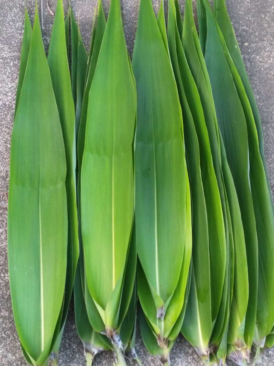 新鲜粽叶50片野生竹叶包粽子非芦苇叶野生芒叶现摘现发送水草绳|ruв категории водной мясо/свежие фрукты и овощи/еда, свежие овощи/овощной продукции, свежие овощи, другие - от Buy2taobao.com для оказания профессиональной услуги покупки агента Taobao