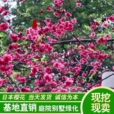 日本樱花树苗庭院绿化苗工程苗嫁接早樱晚樱南方北方种植樱花小苗