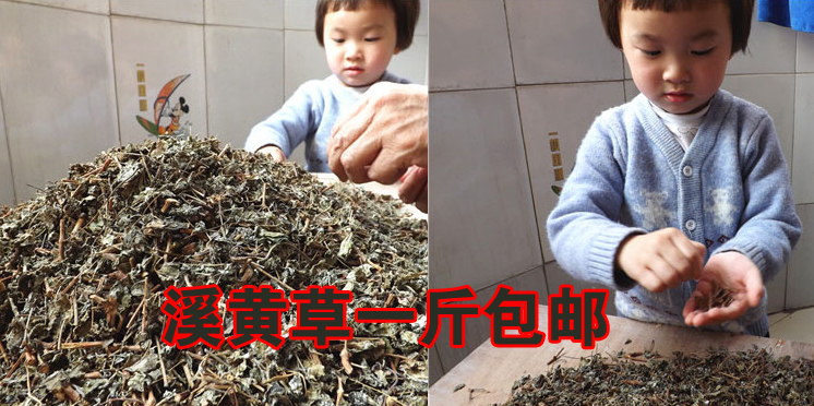 野生溪黄草 茶溪沟草熊胆草血风草黄汁草溪沟草一斤包邮在类目 传统滋补营养品, 养生茶中 - 来自Buy2taobao.com提供专业的淘宝代购服务