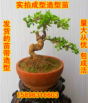 Yang Miao alone Buxus Sapling Boxwood seeds Boxwood bonsai melon seed Boxwood bonsai source materialin the Flower delivery/Flowers simulation/Plants gardening , Flowers/Potted plants (New) , Plants category - from Buy2taobao.com to provide professional Taobao agent buy service