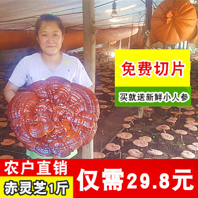 长白山野生紫灵芝 木灵芝 赤灵芝 半野生灵芝片免费打粉500克包邮|msdalam kategori makanan berkhasiat tradisional, Ganoderma, Pemangkasan Ganoderma lucidum - dari Buy2taobao.com untuk memberikan perkhidmatan ejen Taobao profesional membeli