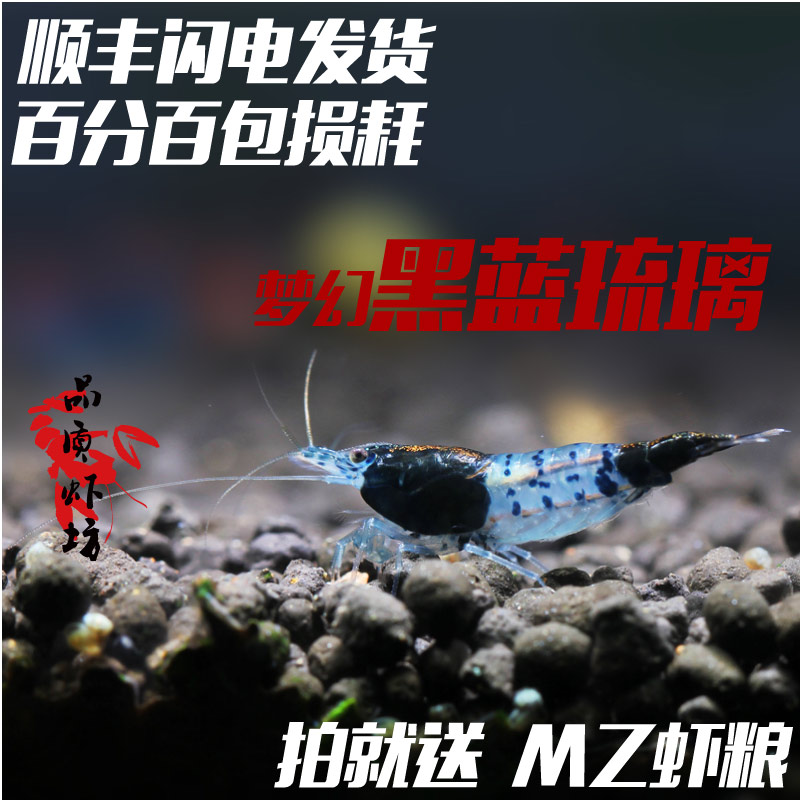 品質蝦坊夢幻黑藍琉璃蝦米蝦活體 蝦草缸寵物蝦觀賞蝦報損贈蝦糧在類目 寵物/寵物食品及用品, 水族世界, 蝦中 - 來自Buy2taobao.com提供專業的淘寶代購服務