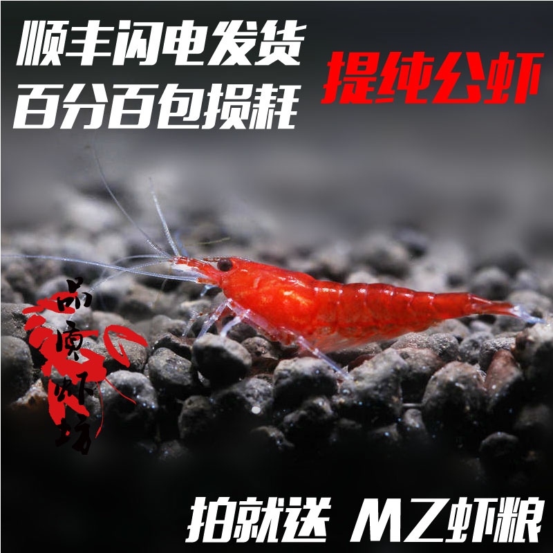 品质虾坊极火公虾活体种虾淘汰品质公虾提纯繁殖用公虾观赏虾除藻|ruв категории животное/Животное питание и принадлежностей, аквариум мира, креветки - от Buy2taobao.com для оказания профессиональной услуги покупки агента Taobao