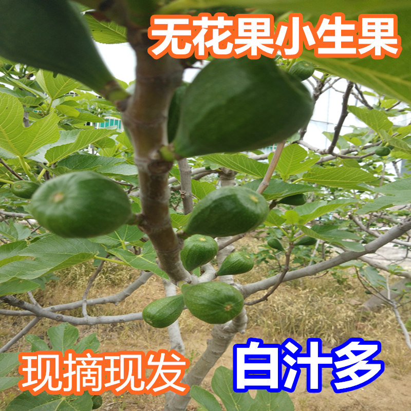 新鲜青皮无花果生果小青果白汁白浆现摘现发500克包邮在类目 水产肉类/新鲜蔬果/熟食, 新鲜水果, 其它中 - 来自Buy2taobao.com提供专业的淘宝代购服务
