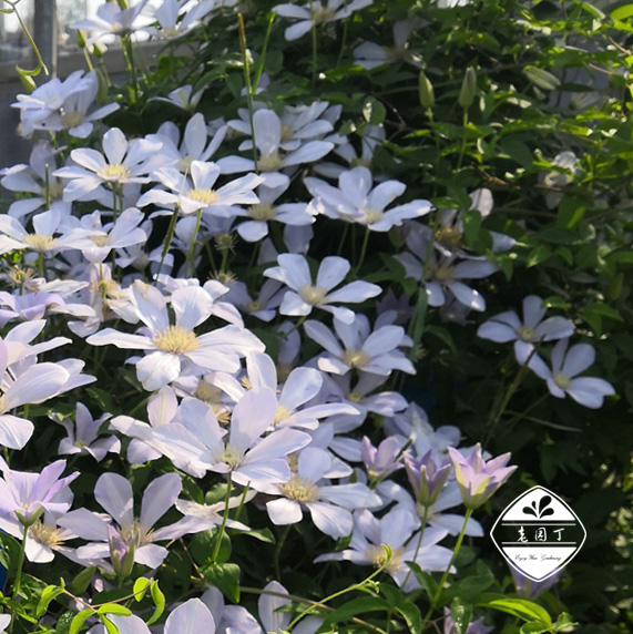 【短柱】鐵線蓮 中國野生種在類目 鮮花速遞/花卉仿真/綠植園藝, 花卉/綠植盆栽(新), 花卉中 - 來自Buy2taobao.com提供專業的淘寶代購服務