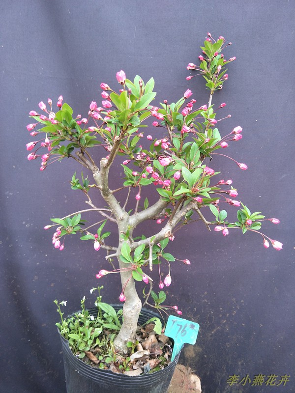 垂丝海花棠庭院植物李小燕花卉西府海棠净化空气热销包邮在类目 鲜花速递/花卉仿真/绿植园艺, 花园植物/行道树/果树, 行道树/乔木中 - 来自Buy2taobao.com提供专业的淘宝代购服务