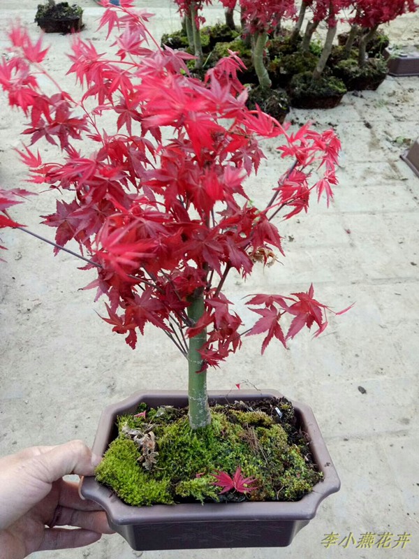 日本红枫树桩美国树苗盆景落叶花灌木四季绿植盆栽李小燕花卉包邮在类目 鲜花速递/花卉仿真/绿植园艺, 花园植物/行道树/果树, 行道树/乔木中 - 来自Buy2taobao.com提供专业的淘宝代购服务