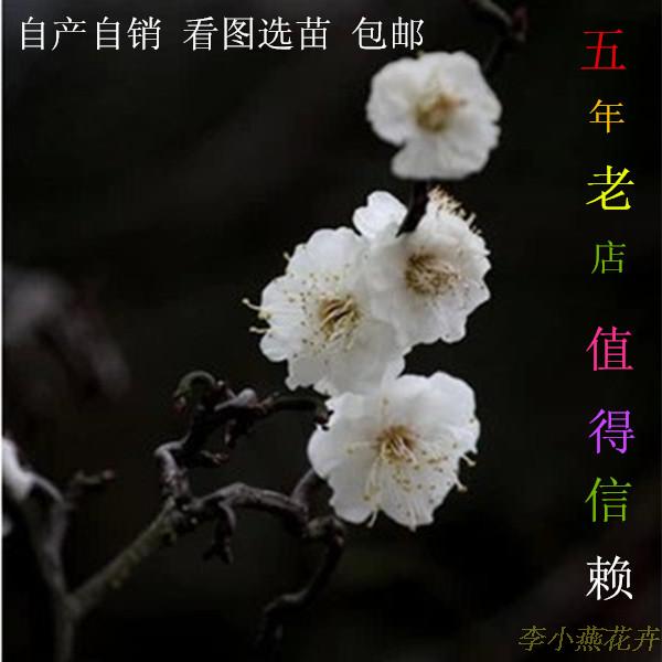Plum blossom Mei LONGYOU CUT Meizhi CUT modelling Strange Plum blossom Red Plum Ebony Li Xiaoyan flowers and plantsin the Flower delivery/Flowers simulation/Plants gardening , Garden Plants/Trees/Fruit tree, Foliage/Flowering Shrubs category - from Buy2taobao.com to provide professional Taobao agent buy service