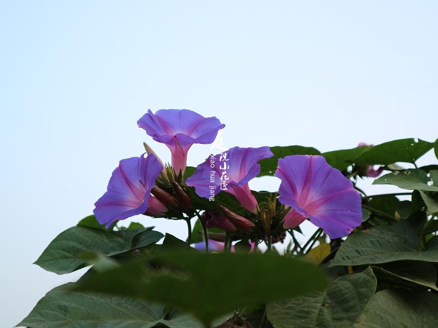庭院小花匠 多年生宿根牵牛花 庭院植物 花量很大 苗情自观在类目 鲜花速递/花卉仿真/绿植园艺, 花卉/绿植盆栽(新), 花卉中 - 来自Buy2taobao.com提供专业的淘宝代购服务