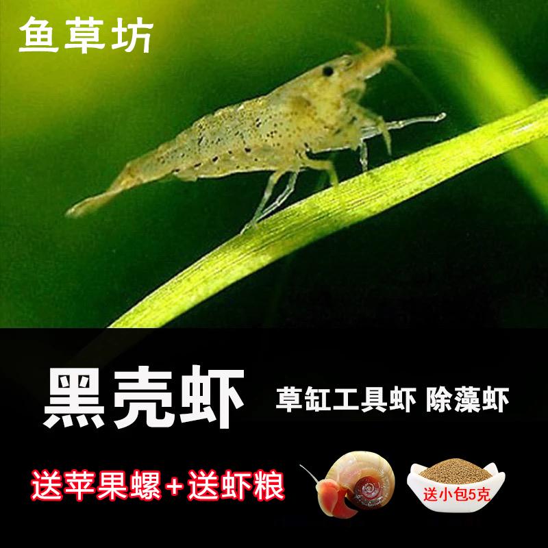 Cao Fang Black shell shrimp living thing Free Post tool Ornamental shrimp Algae grass packingin the Pet/Pet food and supplies , Aqua World , Shrimp category - from Buy2taobao.com to provide professional Taobao agent buy service