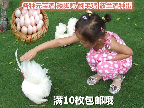 宠物鸡观赏波兰鸡 翻毛 矮脚鸡 菊花 元宝鸡种蛋受精蛋随机发在类目 水产肉类/新鲜蔬果/熟食, 蛋/蛋制品, 鲜活蛋类, 鸡蛋中 - 来自Buy2taobao.com提供专业的淘宝代购服务