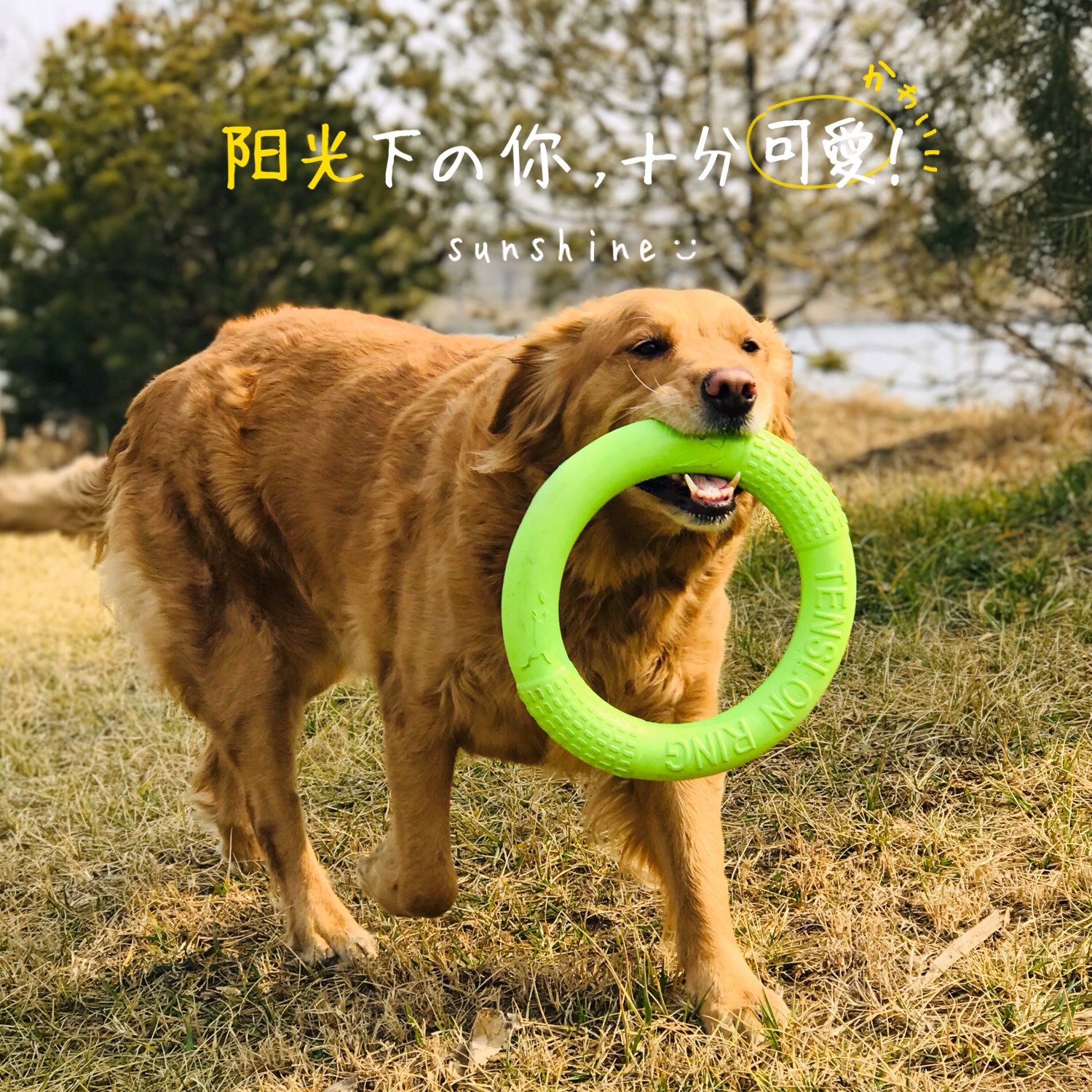 Pets Toys Frisbee Molar interaction train ring light Floating Golden Retriever Large dogs Suppliesin the Pet/Pet food and supplies , Cat/Dog Toys , Flying disk category - from Buy2taobao.com to provide professional Taobao agent buy service