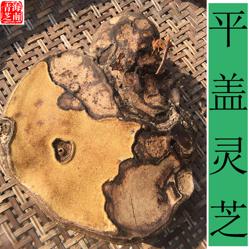 海南特产天然纯野生灵芝平盖树舌青芝正品500g整枝可切片带孢子粉|msdalam kategori makanan berkhasiat tradisional, Ganoderma, Pemangkasan Ganoderma lucidum - dari Buy2taobao.com untuk memberikan perkhidmatan ejen Taobao profesional membeli