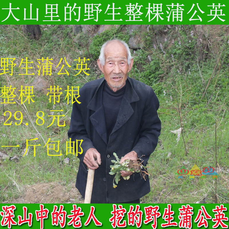 蒲公英2019年新深山老人挖野生蒲公英整棵新鲜根花茶婆婆丁黄花纯在类目 传统滋补营养品, 药食同源食品, 其他药食同源食品中 - 来自Buy2taobao.com提供专业的淘宝代购服务