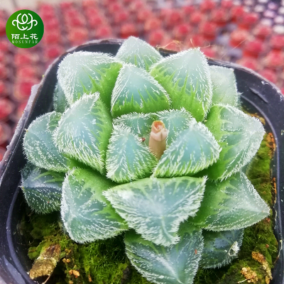 毛玉露 多肉植物 肉肉植物 十二卷 萌肉肉组合盆栽 陌上花
