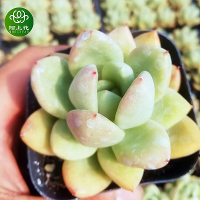 奶油鳄梨 多肉植物 肉肉植物 萌肉肉组合盆栽 陌上花