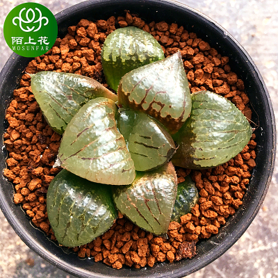 阿寒湖寿 多肉植物 玉露十二卷多肉 肉肉植物 萌肉肉组合 陌上花