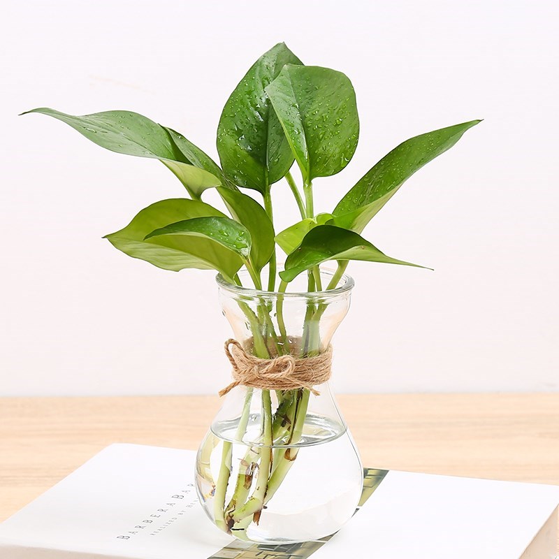 玻璃花瓶水养绿萝透明花盆风信子瓶客厅植物水培容器小插花瓶摆。|ruв категории доставка цветов/цветок моделирования/растения садоводства, ваза/цветок/горшок/цветок (новый), ваза - от Buy2taobao.com для оказания профессиональной услуги покупки агента Taobao