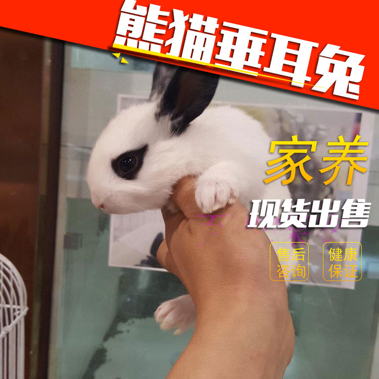 熊猫兔小兔子垂耳兔安哥拉垂耳公主兔侏儒兔 小兔子活体|msdalam kategori haiwan peliharaan/makanan haiwan dan bekalan, Arnab dan bekalan, arnab - dari Buy2taobao.com untuk memberikan perkhidmatan ejen Taobao profesional membeli