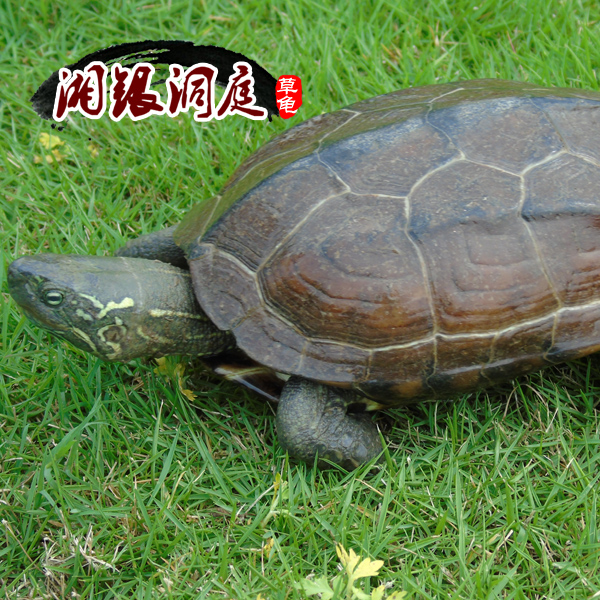 活體 洞庭湖生態草龜烏龜中華草龜 900-1000g 七年齡母龜 包郵在類目 寵物/寵物食品及用品, 水族世界, 龜/鱉中 - 來自Buy2taobao.com提供專業的淘寶代購服務