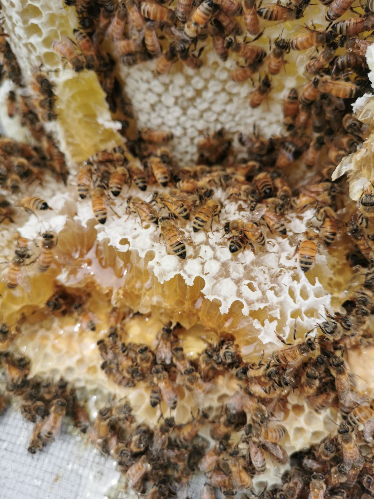 直播间现榨蜂蜜老巢新巢蜂蜜封盖蜜波美度高在类目 传统滋补营养品, 蜂蜜中 - 来自Buy2taobao.com提供专业的淘宝代购服务