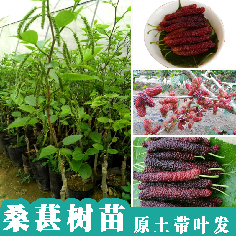 Mulberry seedlings seedlings Taiwan Seedless Mulberry fruit Fruit tree Then Result Mulberry Grafted Seedlingsin the Flower delivery/Flowers simulation/Plants gardening , Garden Plants/Trees/Fruit tree, Fruit tree category - from Buy2taobao.com to provide professional Taobao agent buy service
