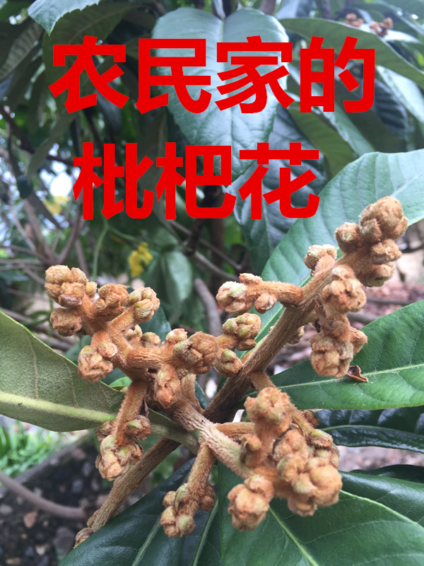 Sky White loquat scented tea Gift box Softcover Honey water Pipa the elderly pregnant woman childrenin the Traditional nourishing food , Medicinal and Edible Food , Other Medicinal and Edible Food category - from Buy2taobao.com to provide professional Taobao agent buy service