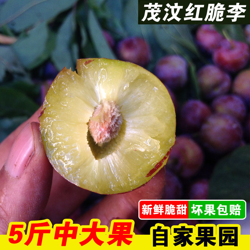 四川红李子汶川红脆李脱骨茂县脆红李优于茵红李水果 5斤包邮在类目 水产肉类/新鲜蔬果/熟食, 新鲜水果, 李子中 - 来自Buy2taobao.com提供专业的淘宝代购服务