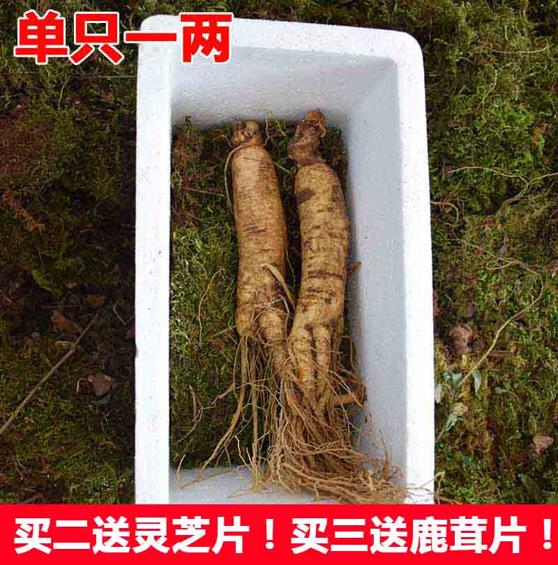 Single one or two Fresh ginseng Fresh ginseng Paojiu Northeast Changbai ginseng Soupin the Traditional nourishing food , Ginseng tonic , Ginseng/Garden ginseng category - from Buy2taobao.com to provide professional Taobao agent buy service