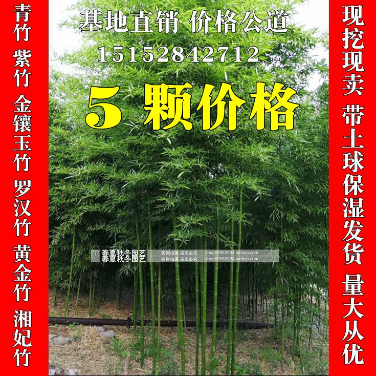 庭院绿化观赏植物紫竹苗青竹苗金镶玉竹子苗黄金竹楠竹盆栽竹根苗在类目 鲜花速递/花卉仿真/绿植园艺, 花卉/绿植盆栽(新), 绿植中 - 来自Buy2taobao.com提供专业的淘宝代购服务