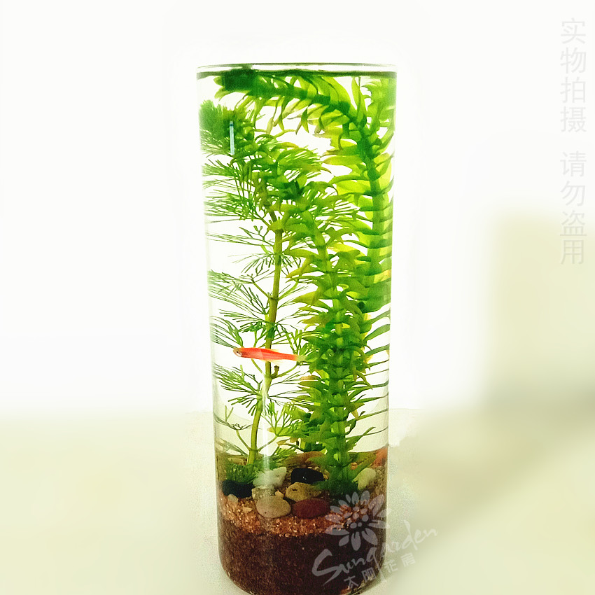 Waterfront Mini fish tank Aquarium Pisciculture Aquatic herb Beijing flower express 99 Fourth Ringin the Flower delivery/Flowers simulation/Plants gardening , Creative mini-plant category - from Buy2taobao.com to provide professional Taobao agent buy service