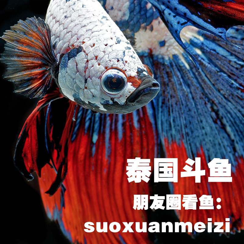 泰国斗鱼将军半月马尾狮王展示级无需打氧风水活体宠物小型观赏鱼在类目 宠物/宠物食品及用品, 水族世界, 鱼中 - 来自Buy2taobao.com提供专业的淘宝代购服务