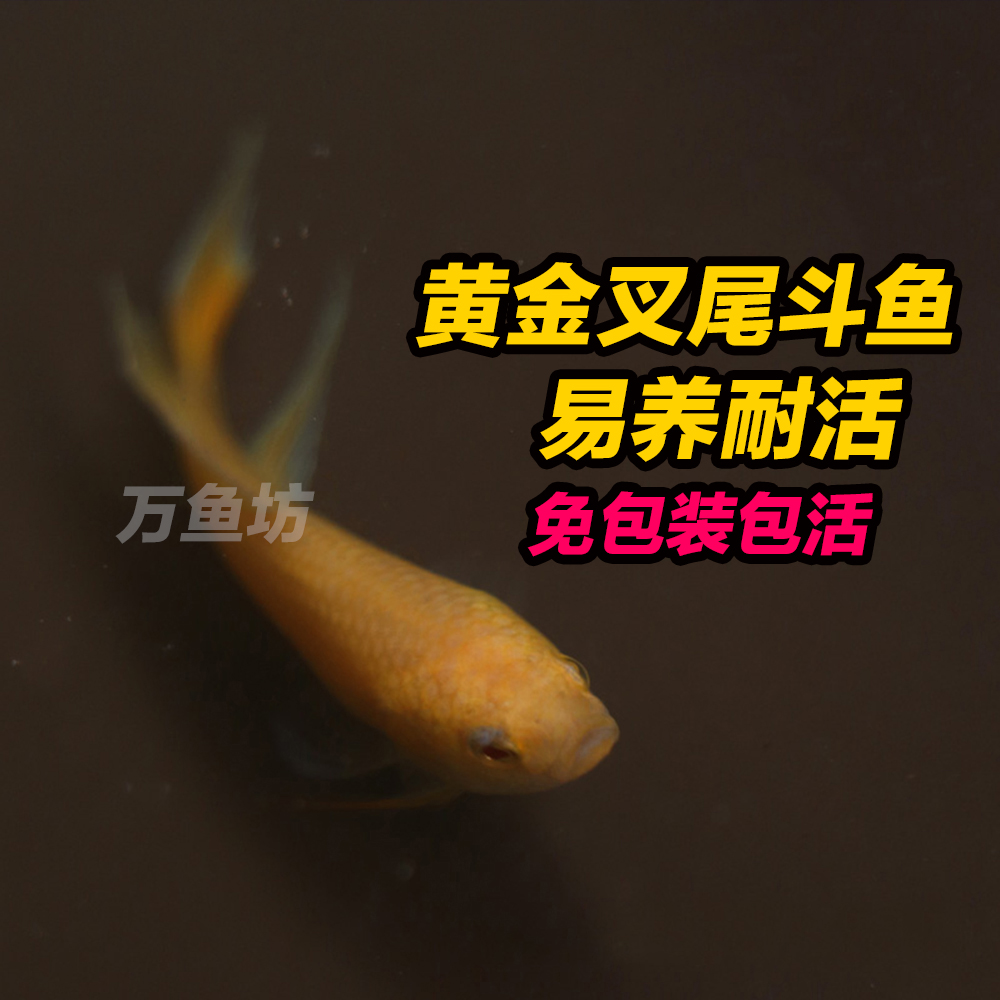 gold Betta gold China Betta living thing Yellow The Chinese people Betta Improvement small-scale Coldwaterin the Pet/Pet food and supplies , Aqua World , Fish category - from Buy2taobao.com to provide professional Taobao agent buy service