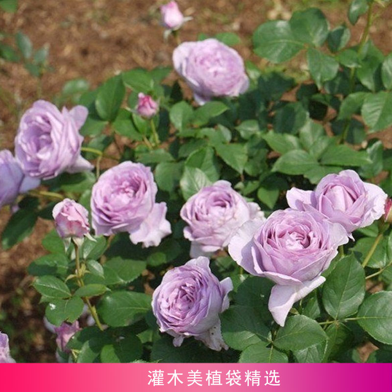 灌木微月美植袋精选岁月静好月季园四季开花阳台庭院花园玫瑰花苗|ruв категории доставка цветов/цветок моделирования/растения садоводства, садовое растение/даосское дерево/фруктовых деревьев, видовой лист/цветочный куст - от Buy2taobao.com для оказания профессиональной услуги покупки агента Taobao