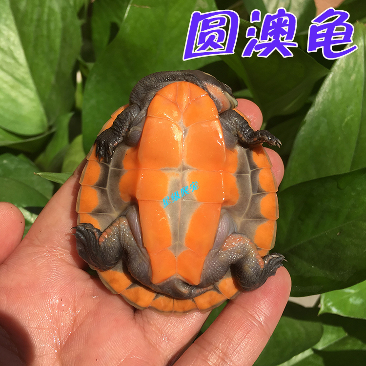 圆奥圆澳龟苗活体深水观赏宠物蛋乌龟鱼缸清洁吃鱼粪东南西锦包邮在类目 宠物/宠物食品及用品, 水族世界, 龟/鳖中 - 来自Buy2taobao.com提供专业的淘宝代购服务