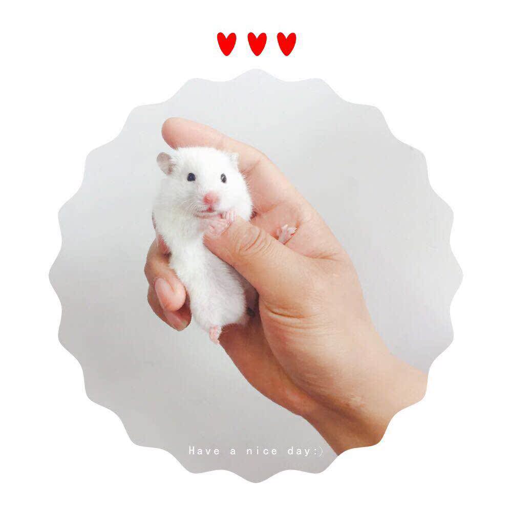Domesticated Undercoat Polar bear Black Eyed Red Eye Sloth bear Pets giant Childhood Adult Rare Hamsters Bear living thingin the Pet/Pet food and supplies , Class pet hamsters and other small , Hamsters category - from Buy2taobao.com to provide professional Taobao agent buy service