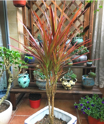 七彩铁五彩千年木盆栽 三色龙血树 红竹观叶植