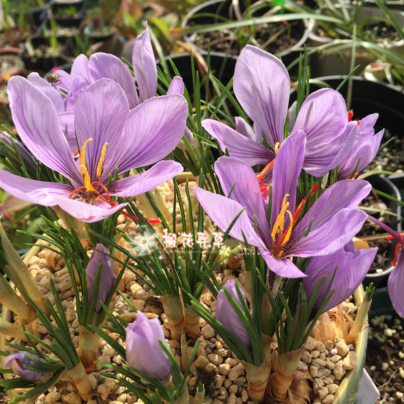 现货 药用藏红花/西红花 秋番红花种球10月开花放着也开花5球包邮|msdalam kategori penghantaran bunga/bunga simulasi/tumbuhan berkebun, bunga/Buah-buahan dan sayur-sayuran/benih rumput (baru), mentol - dari Buy2taobao.com untuk memberikan perkhidmatan ejen Taobao profesional membeli