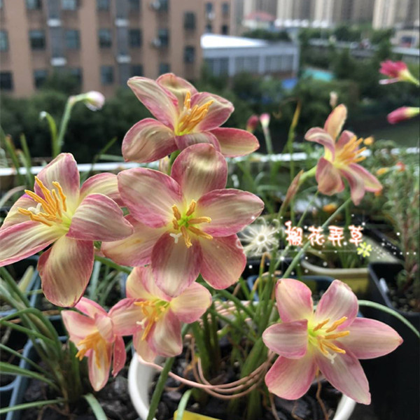 现货 风雨兰Z.F1 圆胖花型 多年生球根植物 雨百合种球四季种植|msdalam kategori penghantaran bunga/bunga simulasi/tumbuhan berkebun, bunga/Buah-buahan dan sayur-sayuran/benih rumput (baru), mentol - dari Buy2taobao.com untuk memberikan perkhidmatan ejen Taobao profesional membeli