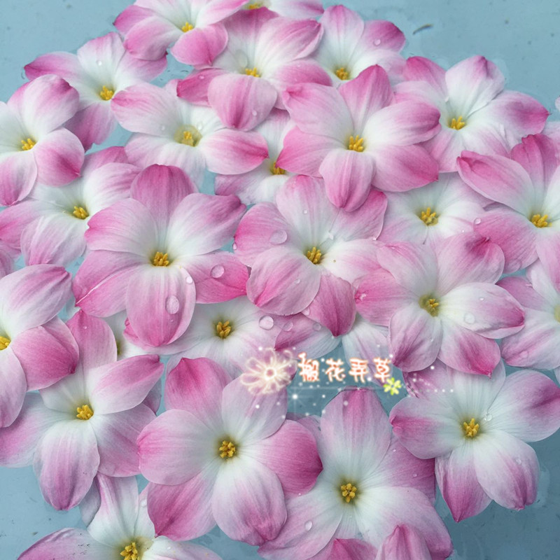 现货 风雨兰胖丽丽Zephyranthes sp. Labuffarosa 'Lily Pies'|msdalam kategori penghantaran bunga/bunga simulasi/tumbuhan berkebun, bunga/Buah-buahan dan sayur-sayuran/benih rumput (baru), mentol - dari Buy2taobao.com untuk memberikan perkhidmatan ejen Taobao profesional membeli