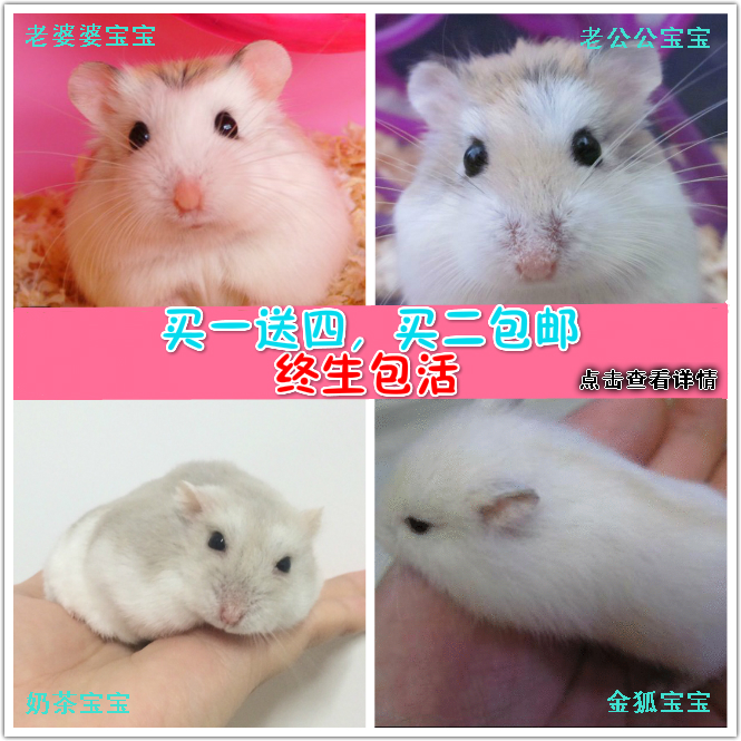 两只包邮 老公公仓鼠宝宝 老婆婆奶茶活体仓鼠 送运输盒包风险在类目 宠物/宠物食品及用品, 仓鼠类及其它小宠, 仓鼠中 - 来自Buy2taobao.com提供专业的淘宝代购服务