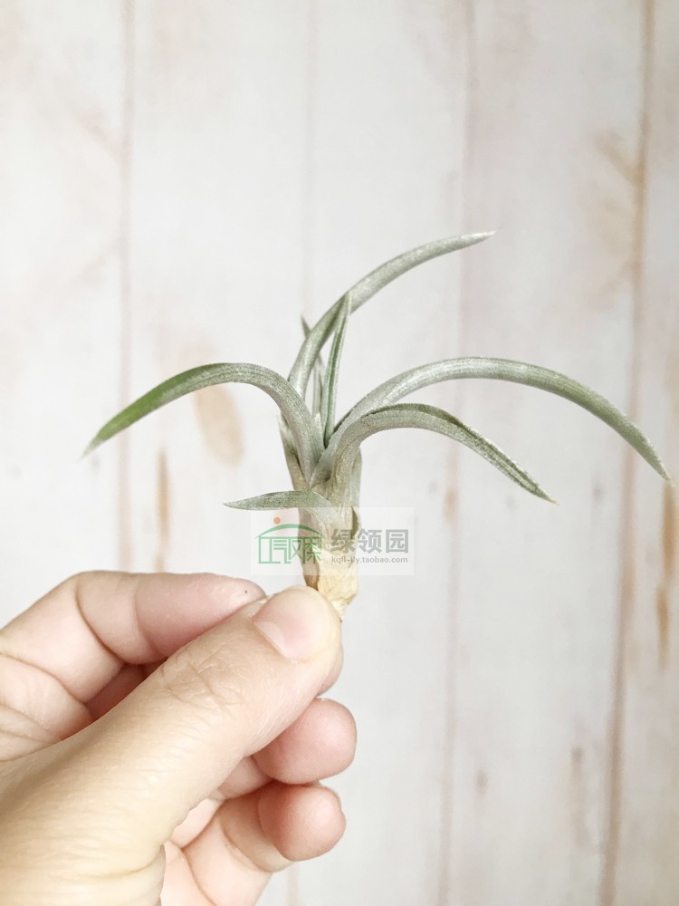 空气凤梨 Tillandsia esseriana 原生品种|msdalam kategori penghantaran bunga/bunga simulasi/tumbuhan berkebun, bunga/Tumbuh-tumbuhan tumbuh-tumbuhan pasu (baru), bunga - dari Buy2taobao.com untuk memberikan perkhidmatan ejen Taobao profesional membeli