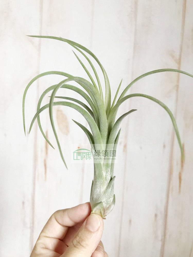空气凤梨 Tillandsia'Glenorchy' 型精灵x犀角杂交品种|ruв категории доставка цветов/цветок моделирования/растения садоводства, цветок/растения в горшках (новый), цветок - от Buy2taobao.com для оказания профессиональной услуги покупки агента Taobao