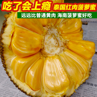 泰国红肉菠萝蜜-黄肉菠萝蜜嫁接苗榴莲马来西