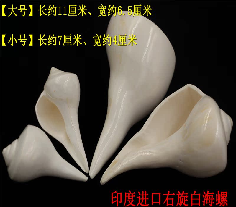 quality goods Orthodox school India Imported Dextral white conch Triton Buddha sharein the Home accessories , Creative Jewelry , Conch/Shell/Coral category - from Buy2taobao.com to provide professional Taobao agent buy service