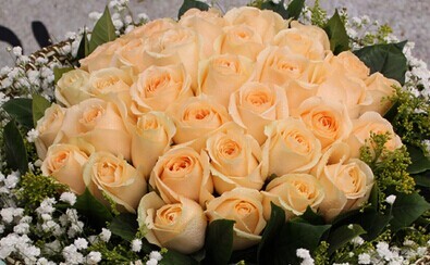 蜜桃雪山 切花品种月季花苗  小中苗 中苗